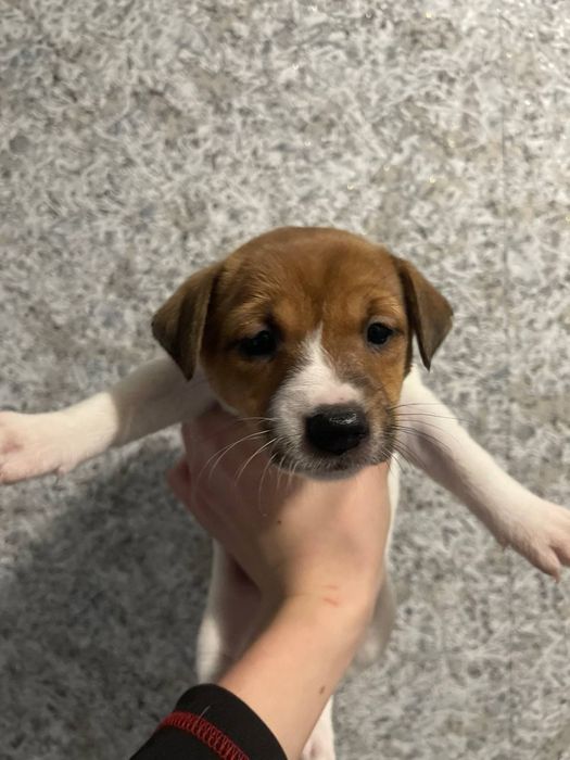 Продам Джек Рассел