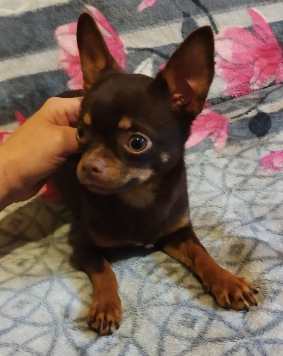 Chihuahua miniaturowy piesek