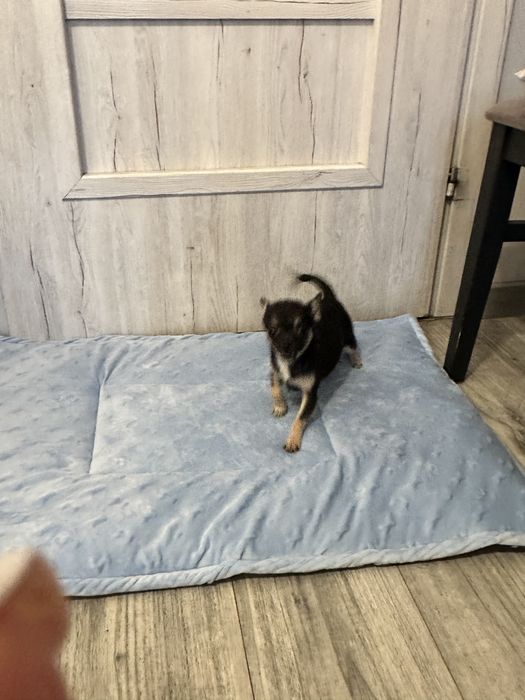 Chihuahua  mini piesek samiec