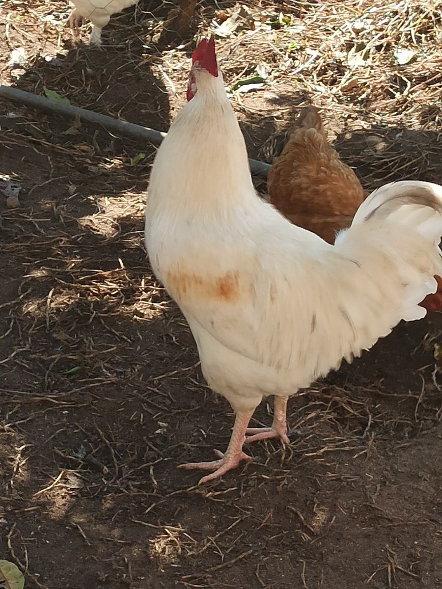 Leghorn/Aroucana/Brahma cedencia ovos