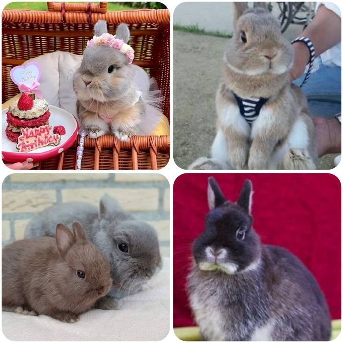 Карликовые мини кролики міні lion lop кролик баранчик вислоухий вислоу