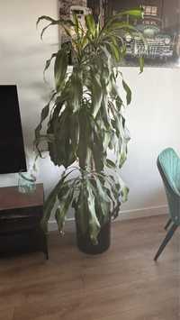 Dracena wonna kwiat w donicy