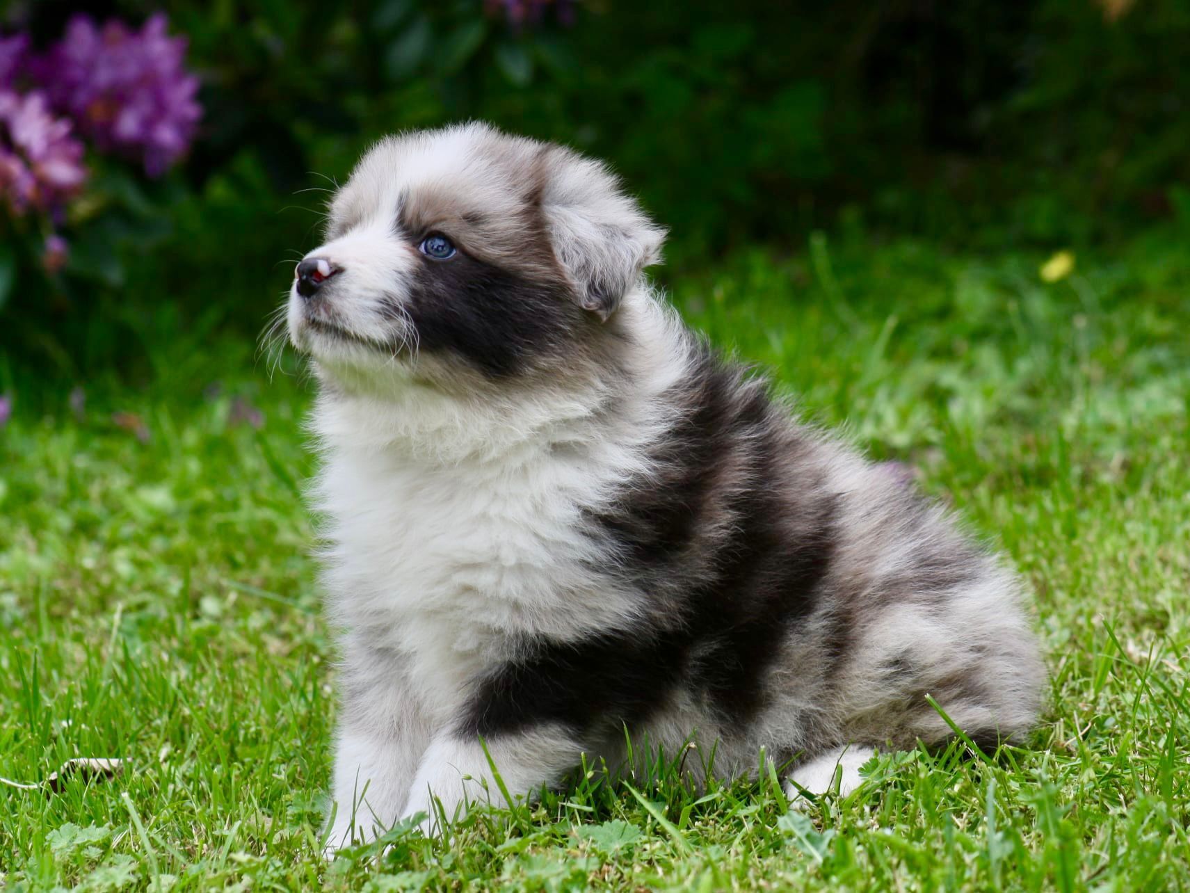 Border collie ZKWP FCI piesek seal merle