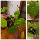 Pilea peperomioides sugar pieniążek