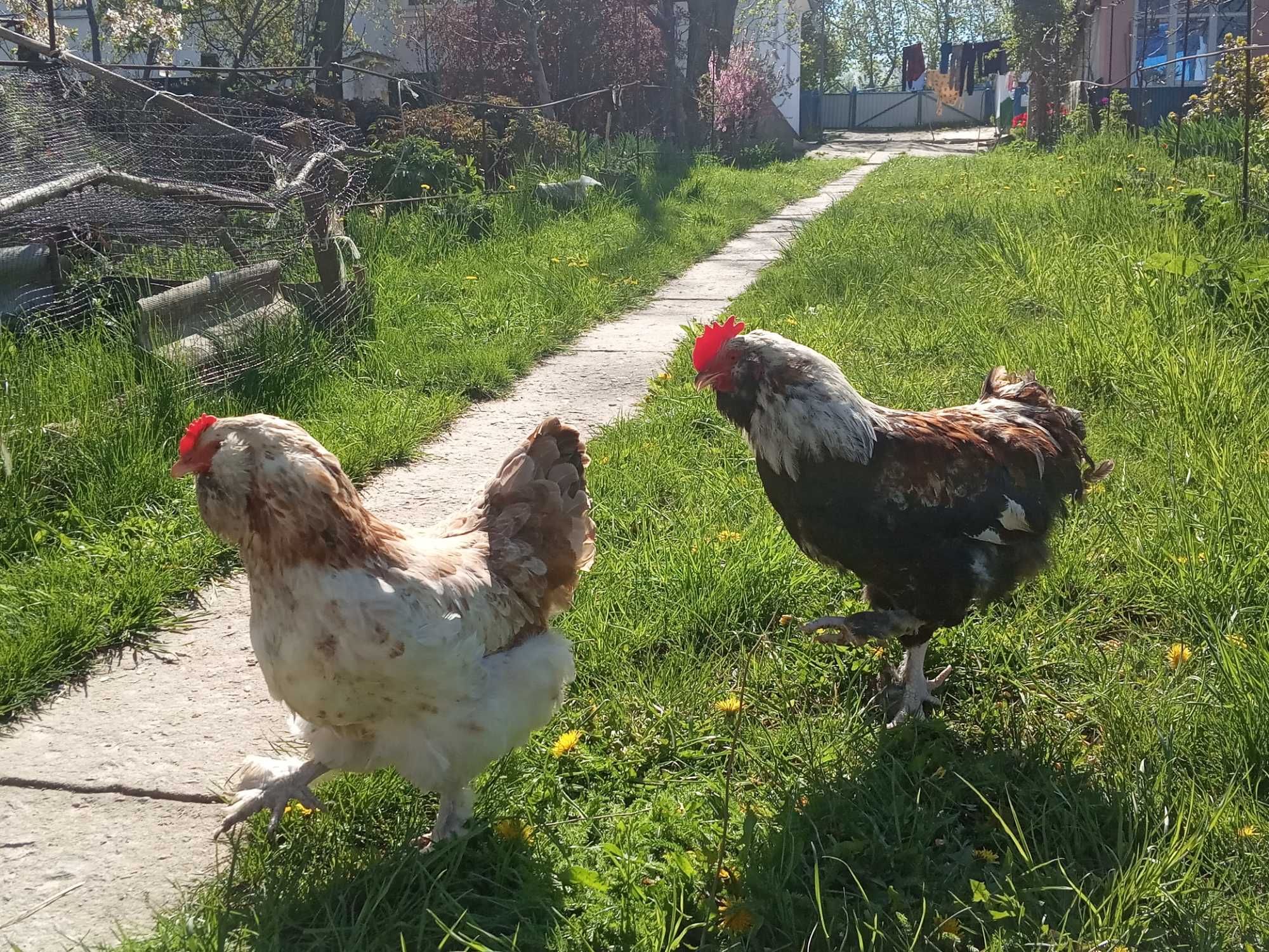 Продам інкубаційне яйце породи курей ФАВЕРОЛЬ.