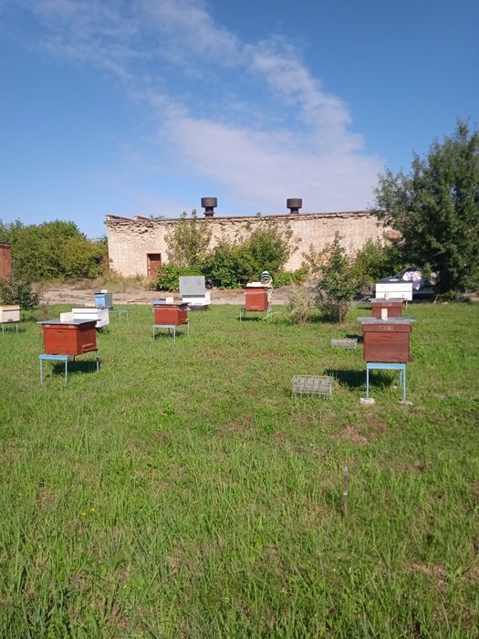 Продам бджолинні сім'ї з вуликами 12 рамкові з двома надставками