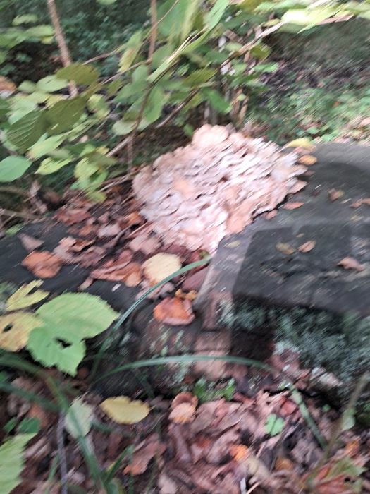 Гриб гріфола кучерява баранячі голова