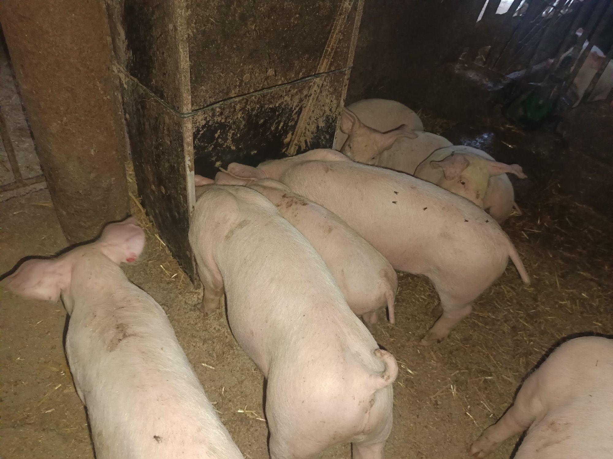 Prosięta  20 szt Odsadzone Odrobaczone zaszczepione Odchowane!