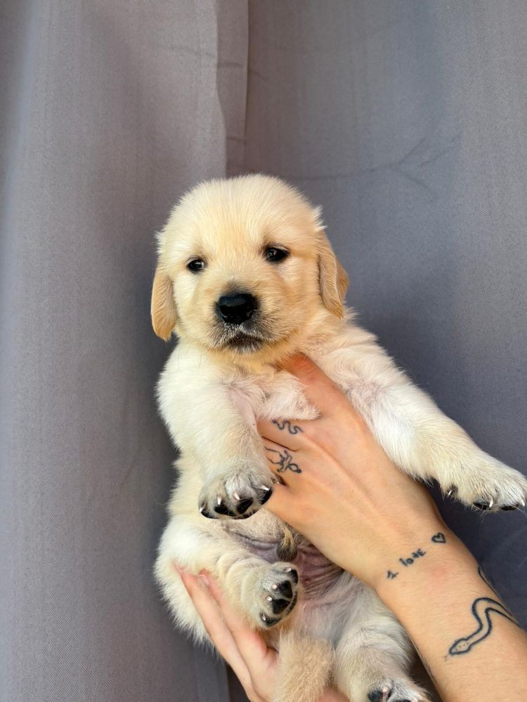 Golden Retriever
