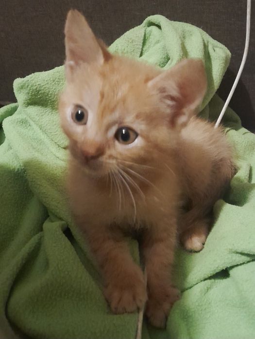 Ищут дом 2 месячные котята