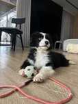 Border collie z rodowodem