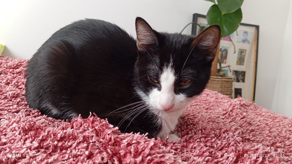 Gatinho para adoção