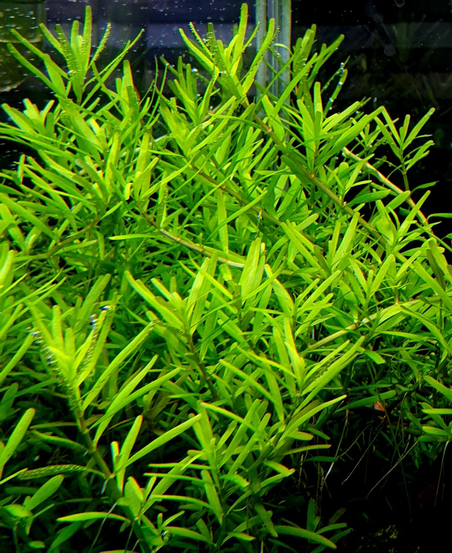 Rotala Periya hodowla podwodna