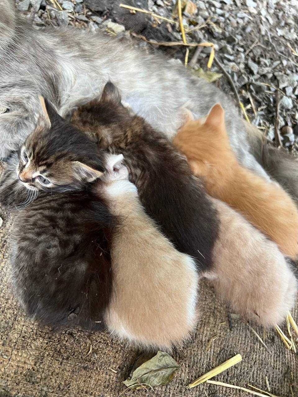 Віддам котенят безкоштовно - кошенята, котята, котики