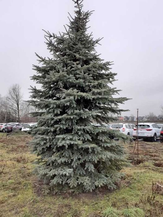 Świerk Srebrny "Glauca" 300-350cm