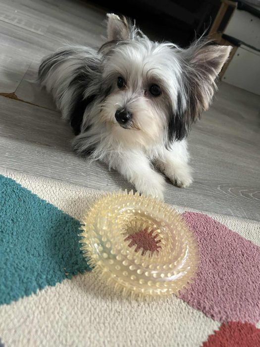 York terrier biewer mini