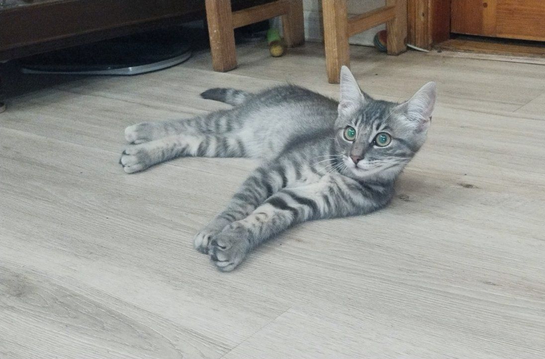 Полосатый котёнок мальчик ищет дом! Котята! Отдам в хорошие руки!