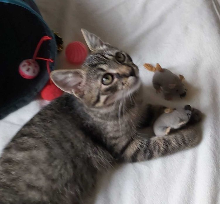 Najsłodszy tygrysek Toficzek 6 mies.