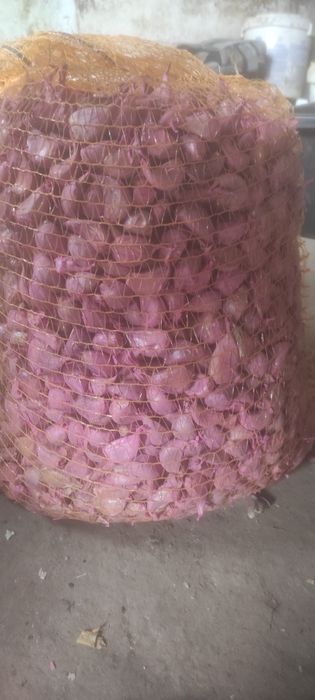 Ząbki czosnku Harnaś