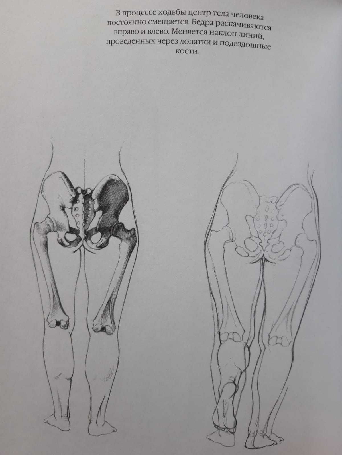 Анатомический рисунок Тело человека. Анатомический рисунок Животные