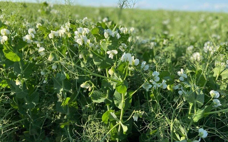 Семена Гороха зимующего «Балтрап»