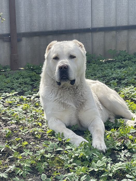 САО ,Алабай ,Среднеазиатская овчарка вязка