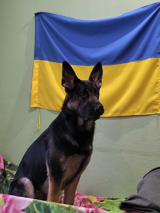 Кобель вівчарки вязка