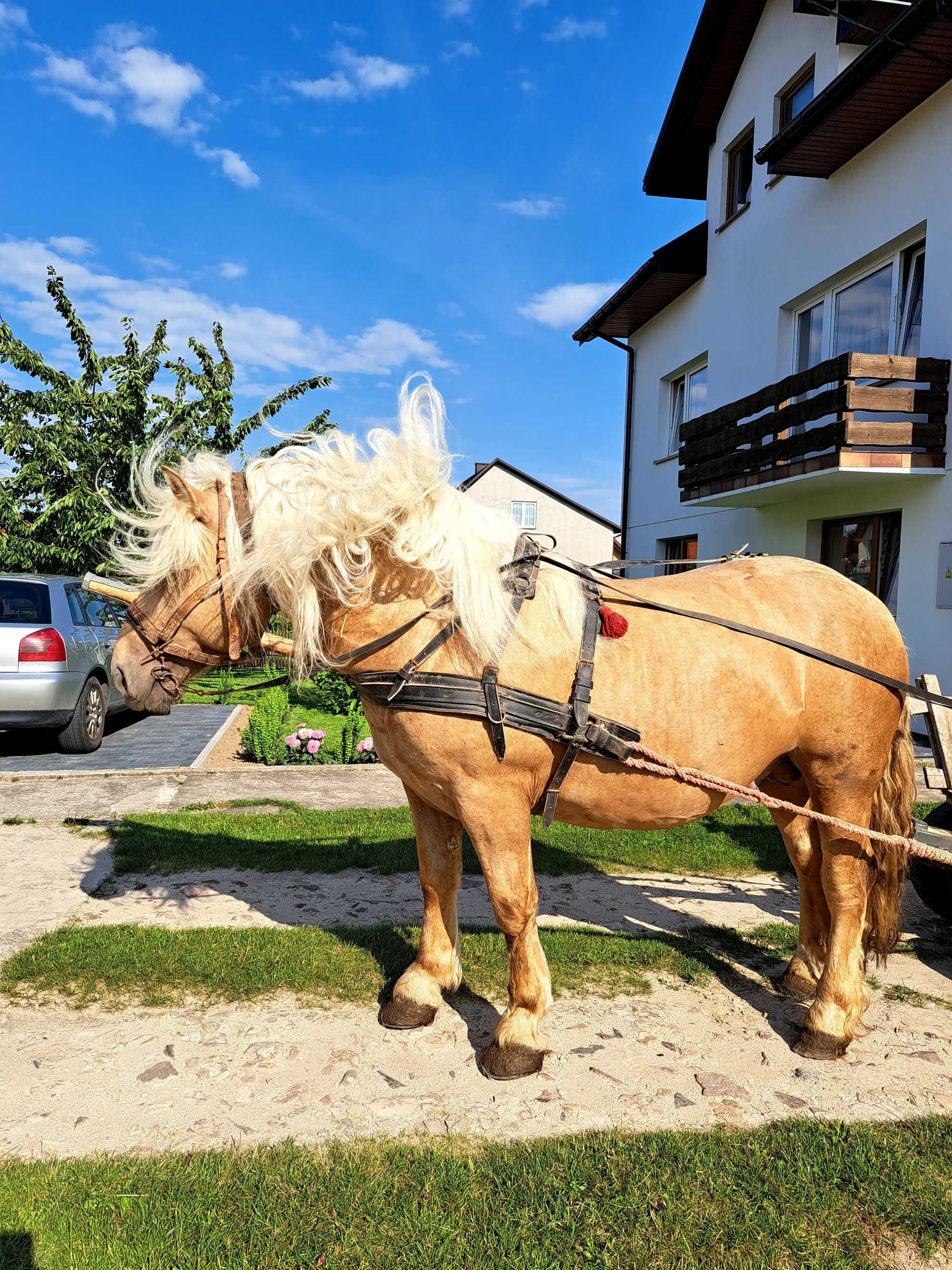 Sprzedam ogiera zimnokrwistego