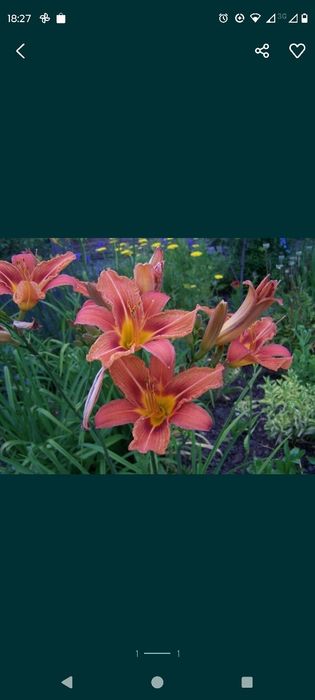 Liliowce rdzawe sadzonki