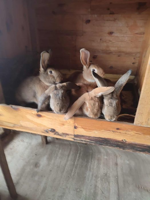 Sprzedam króliki