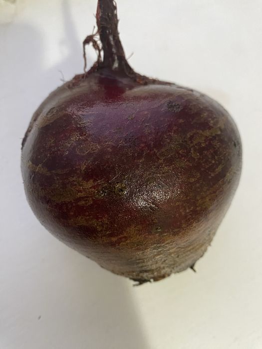 Буряк столовий ( великий)