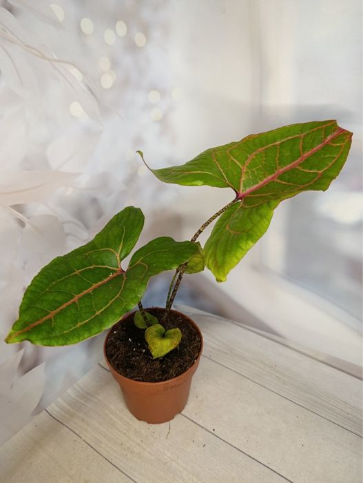 Філодендрон Бразилія,Лайт Грін,Веррукозум,Ксанаду.Алоказія.