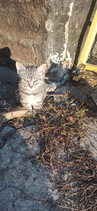 Кошенята котята в добрі руки