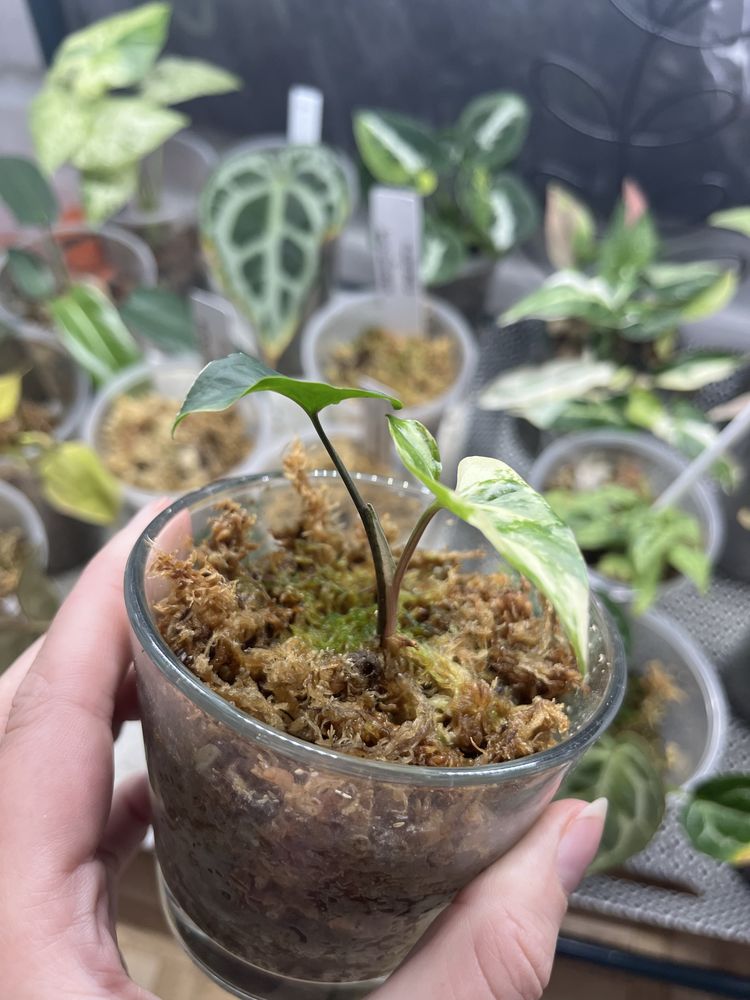 Syngonium emerald gem variegata