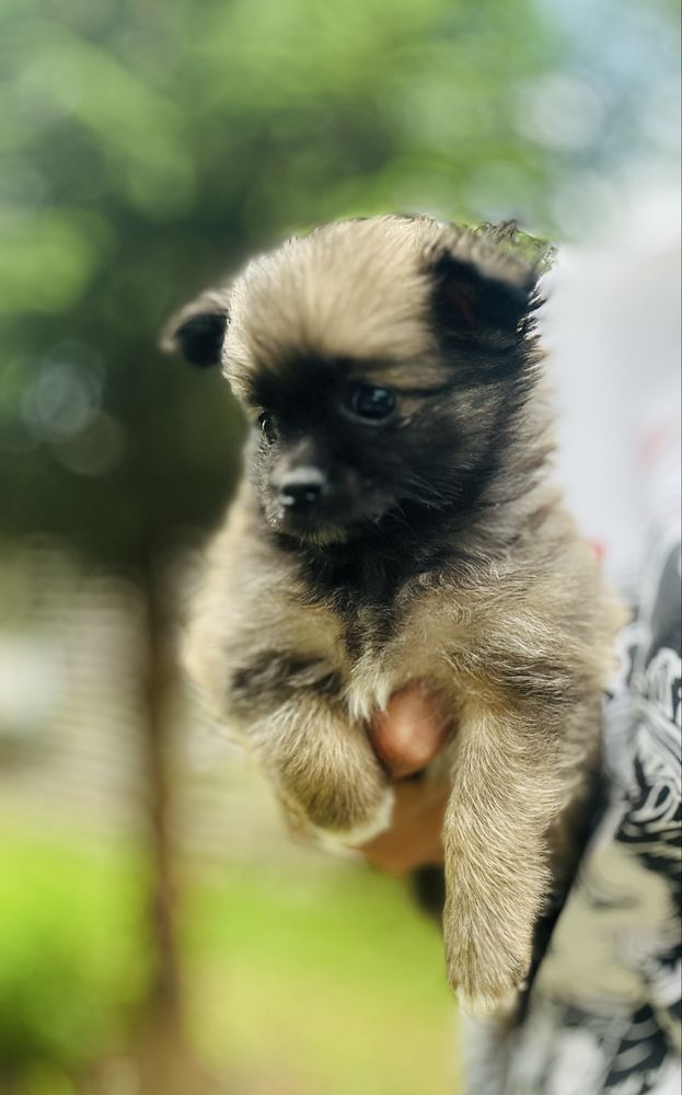 Цуценя чіхуа чіхуа 2 місяці