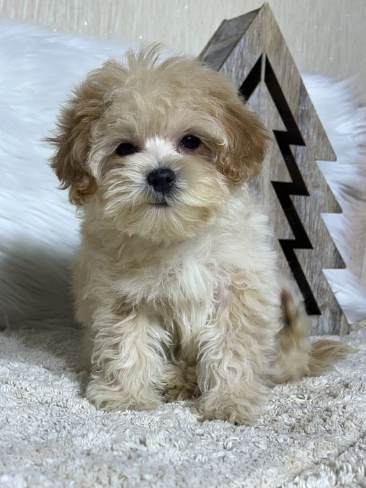 Мікро хлопчик. Мальтипу Ф1.