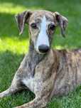 WHIPPET/suczka/krycie zagraniczne/unikatowy rodowód