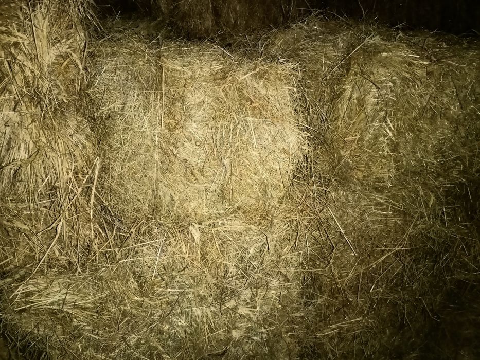 Siano w kostkach - dla zwierząt