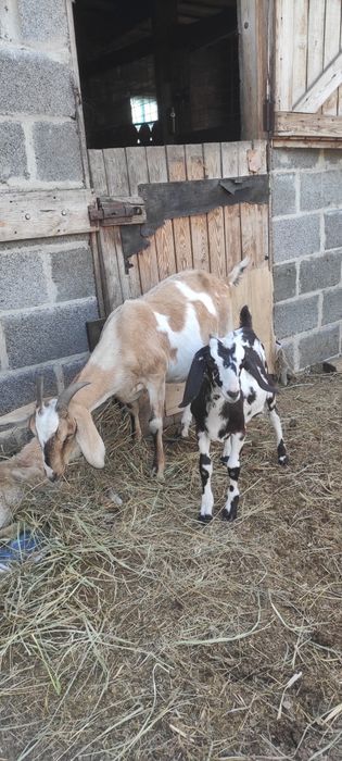 Нубийская коза с козочкой