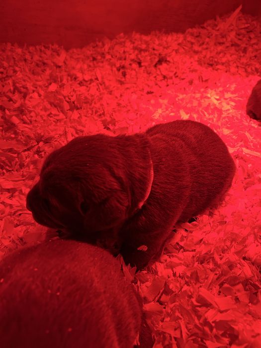 Labrador chocolate