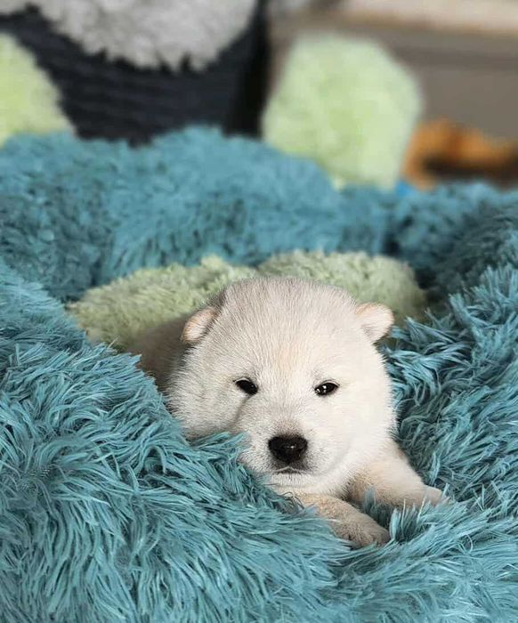 Shiba Inu-śliczna dziewczynka-FCI