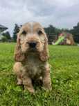 Ostatni piesek cocker spaniel