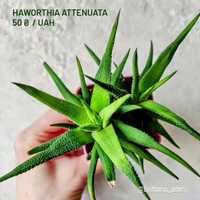 Хавортія аттенуата - Haworthia attenuata - сукуленти