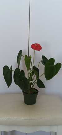 Антуріум червоний доросла квітка на дві розетки