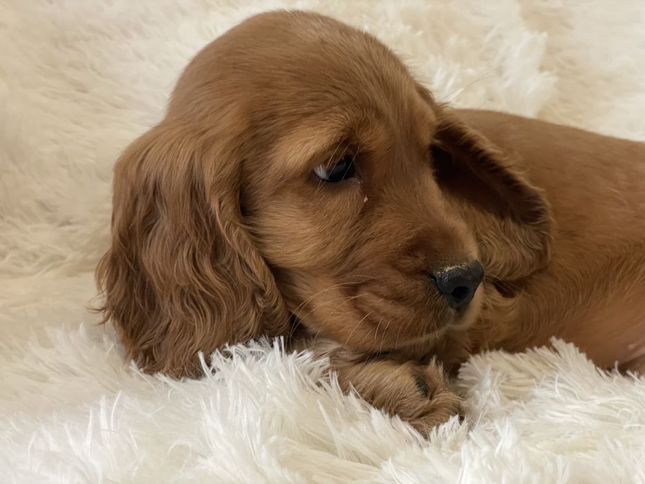 Cocker spaniel piesek