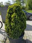 Bukszpan wys ok 120cm szer ok 100cm