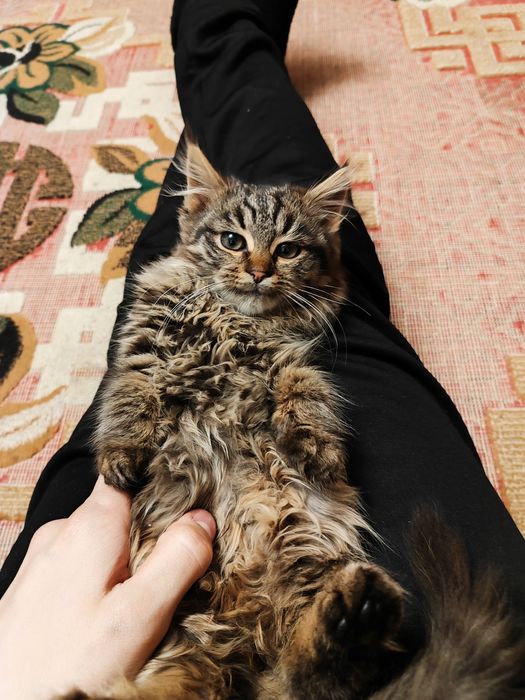 Віддам кошеня(вона)