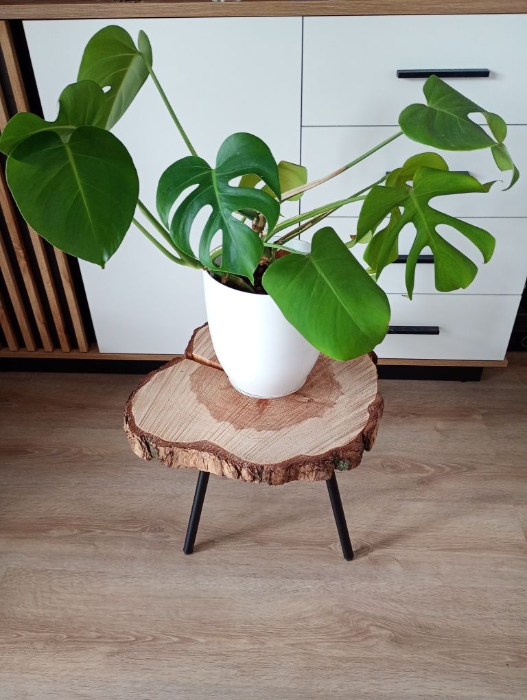 Piękny Plaster Drewna, blat na stylowy stolik, podstawka, styl Loft