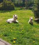 West white highland terrier piesek