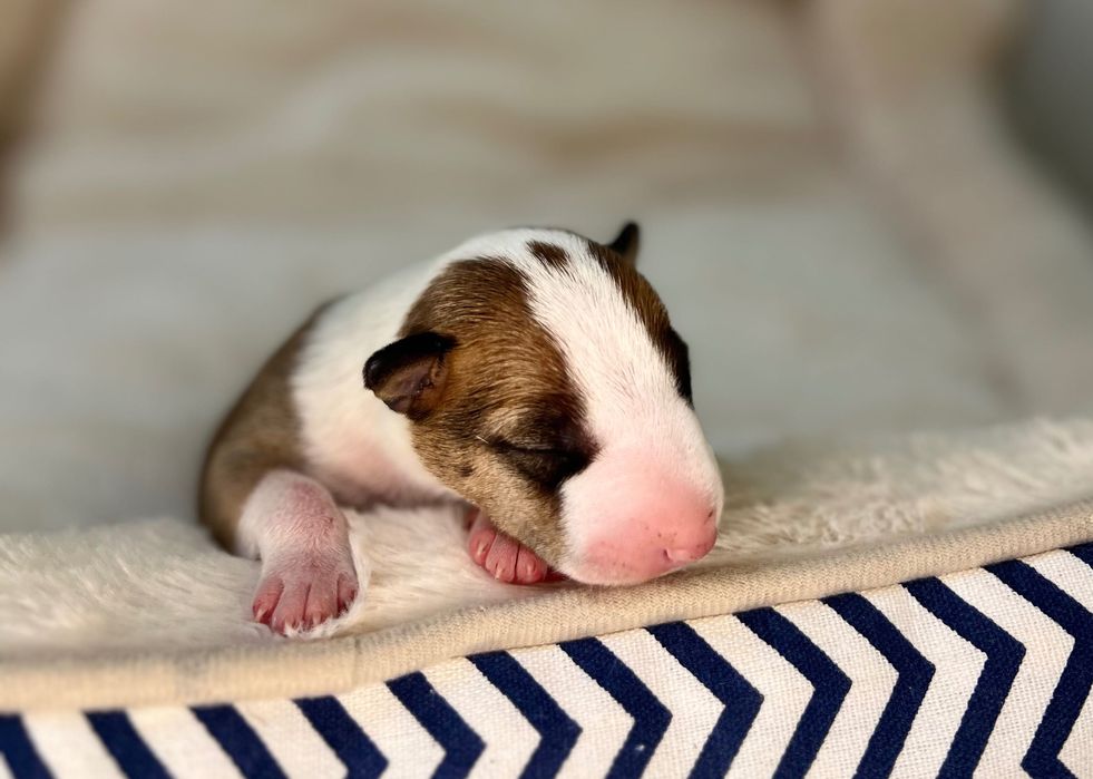 Bullterrier miniaturowy, bulterier miniaturowy